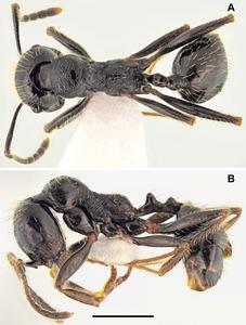 Messor odrysarum, minor worker