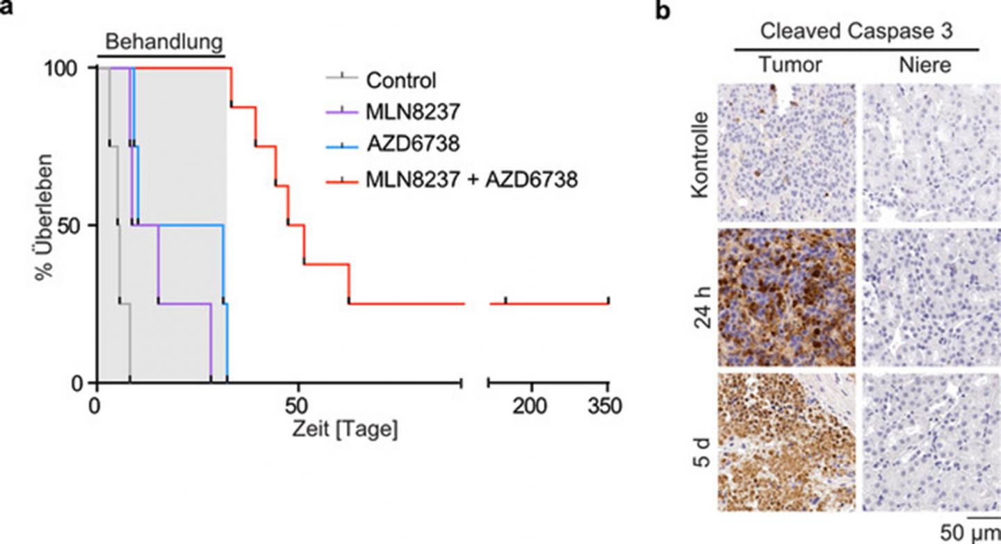 Treatment with Inhibitors