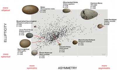 Egg Shapes