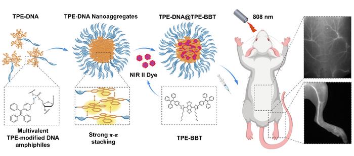 Multivalent TPE-DNA nanoaggregates enable bright NIR-II vascular imaging
