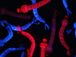 Researchers Master Gene Editing Technique in Mosquito that Transmits Deadly Diseases