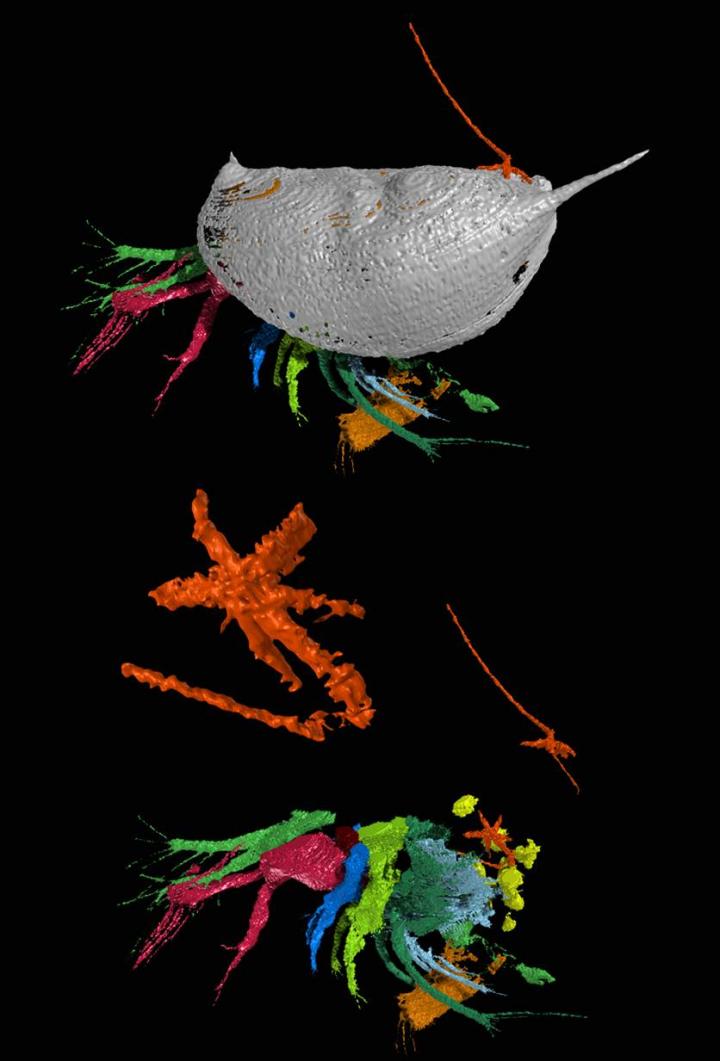 The 425-Million-Year-Old Pentastomid <i>Invavita piratica</i> and its Host