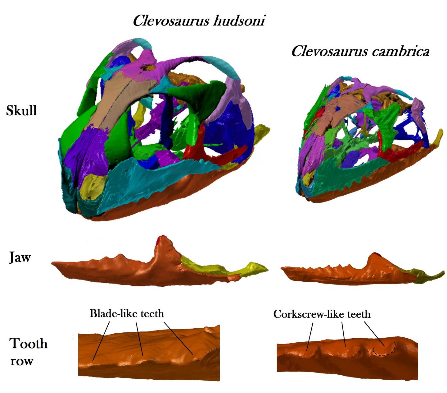 Skulls of the Two Species of <em>Clevosaurus</em>