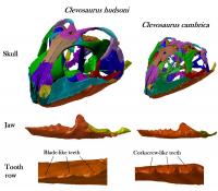 Skulls of the Two Species of <em>Clevosaurus</em>