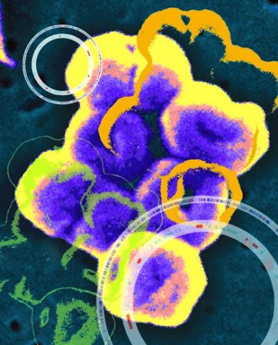 Acinetobacter baumannii