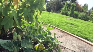 Squirting cucumber explosive seed dispersal in real time and slowed down