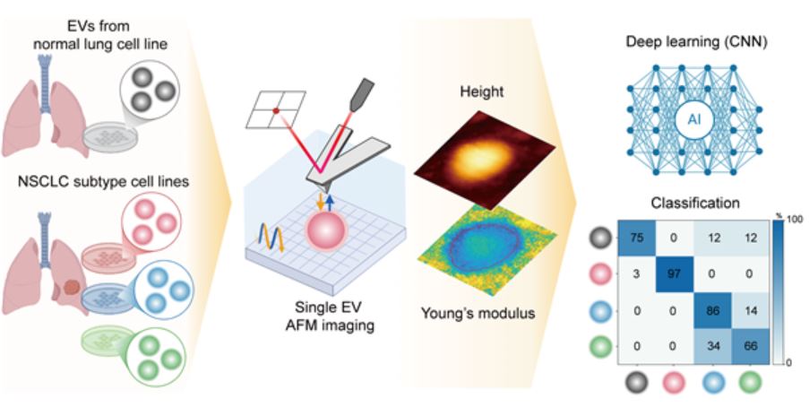 A schematic diagram of deep learning-based classification technology for extracellular vesicles derived from non-small cell lung cancer (NSCLC) using atomic force microscopy nanomechanical features