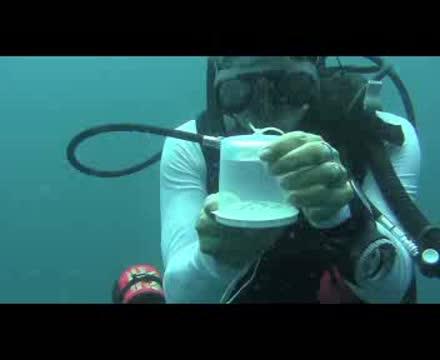 Chromis Atripectoralis Video