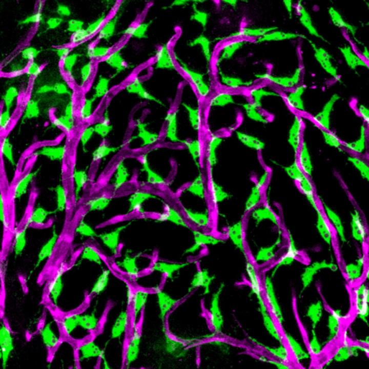 Closeup of Adult Zebrafish Brain