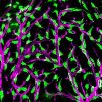 Closeup of Adult Zebrafish Brain
