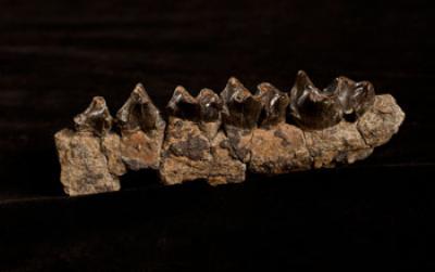 Teeth and Jawbone of <I>Sifrhippus</I>