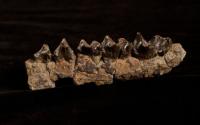 Teeth and Jawbone of <I>Sifrhippus</I>