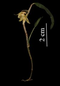 Dendrobium naungmungense