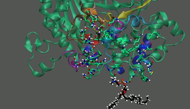 Dennis PLA2 Simulation