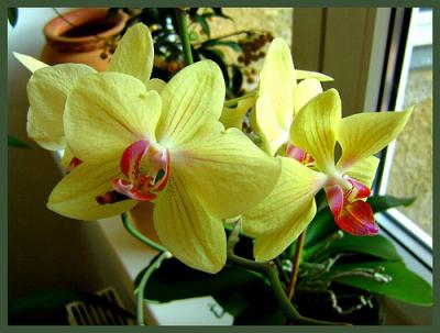Office Plants