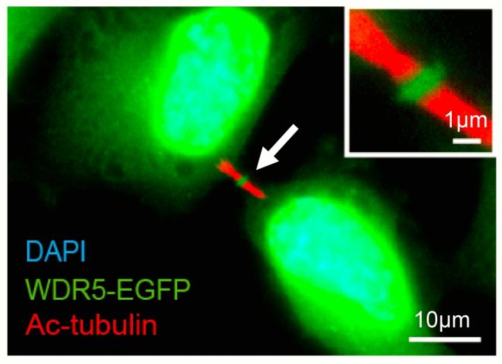WDR5-EGFP