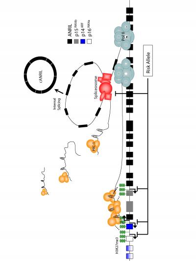 Circular Non-Coding RNA
