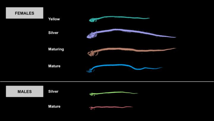 Female and Male Eels