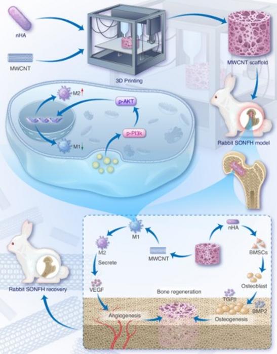 Coral-Inspired immunoreprogramming scaffold promotes angiogenesis and bone regeneration