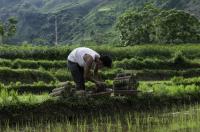 VN NDC Rice