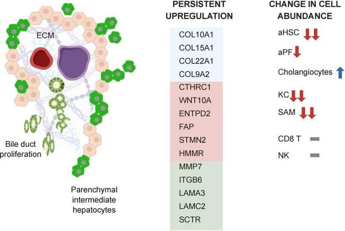 Following a successful KPE expansion of K7 positive bile duct epithelium and transdifferentiating parenchymal intermediate hepatocytes (green color) in the vicinity of portal tracts are associated with liver fibrosis and NL survival.