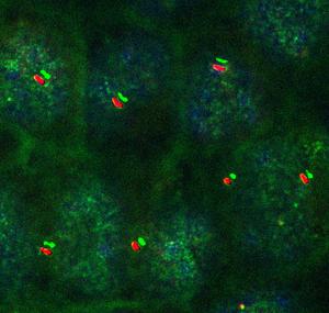 Immunofluorescence image of kidney epithelial cells
