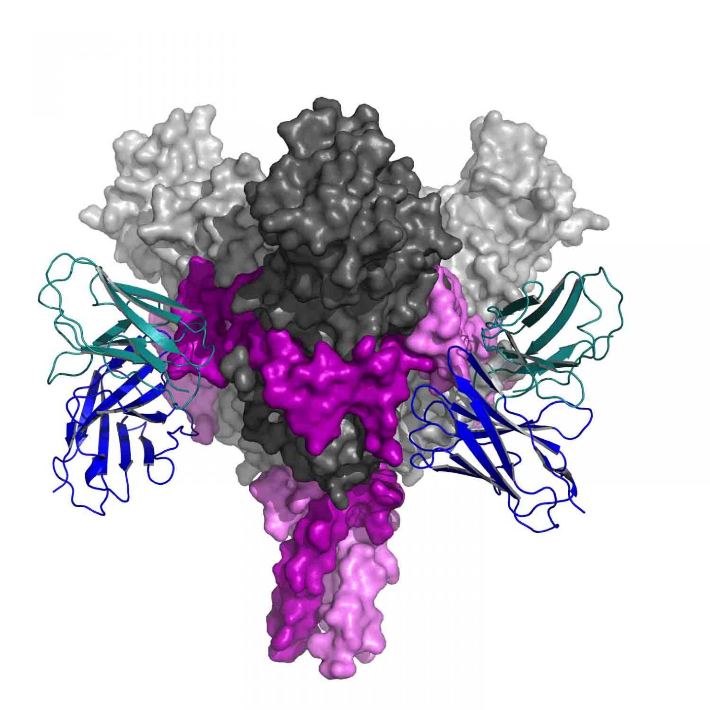 Ebola Spike Complex