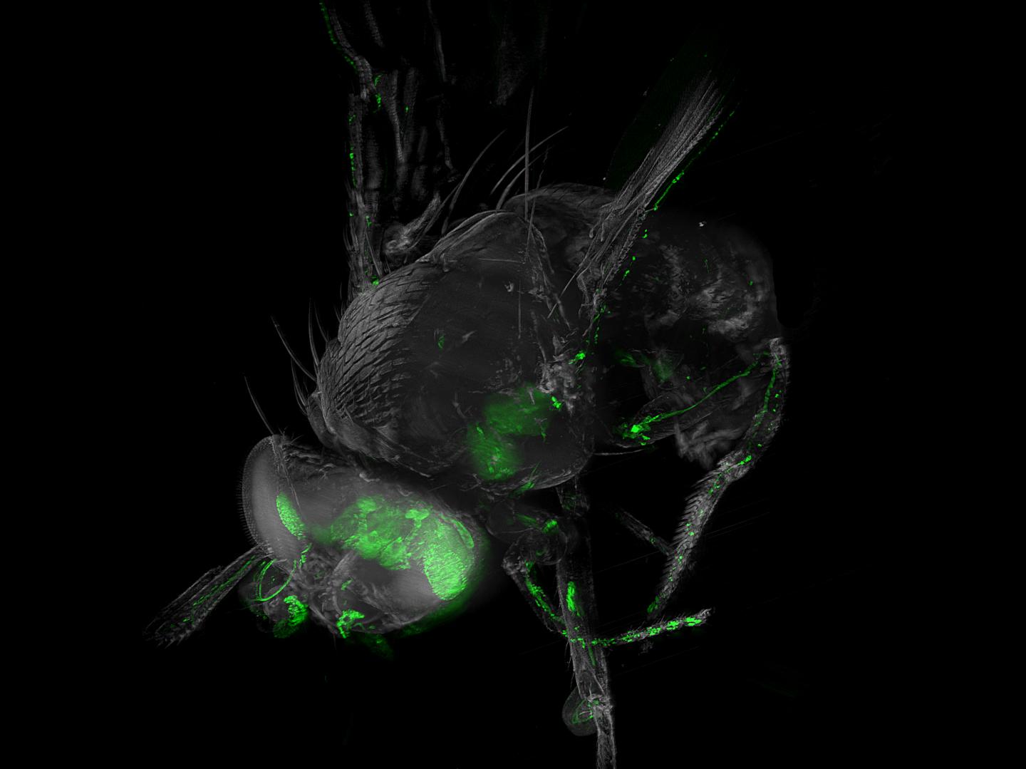 Fruit Fly (1 of 2)