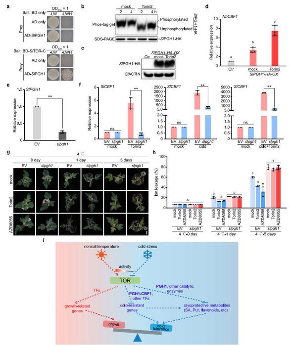 SlTOR modulates CBF1 expression through SlPGH1.