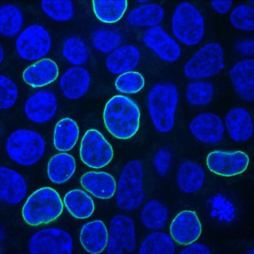 Cells