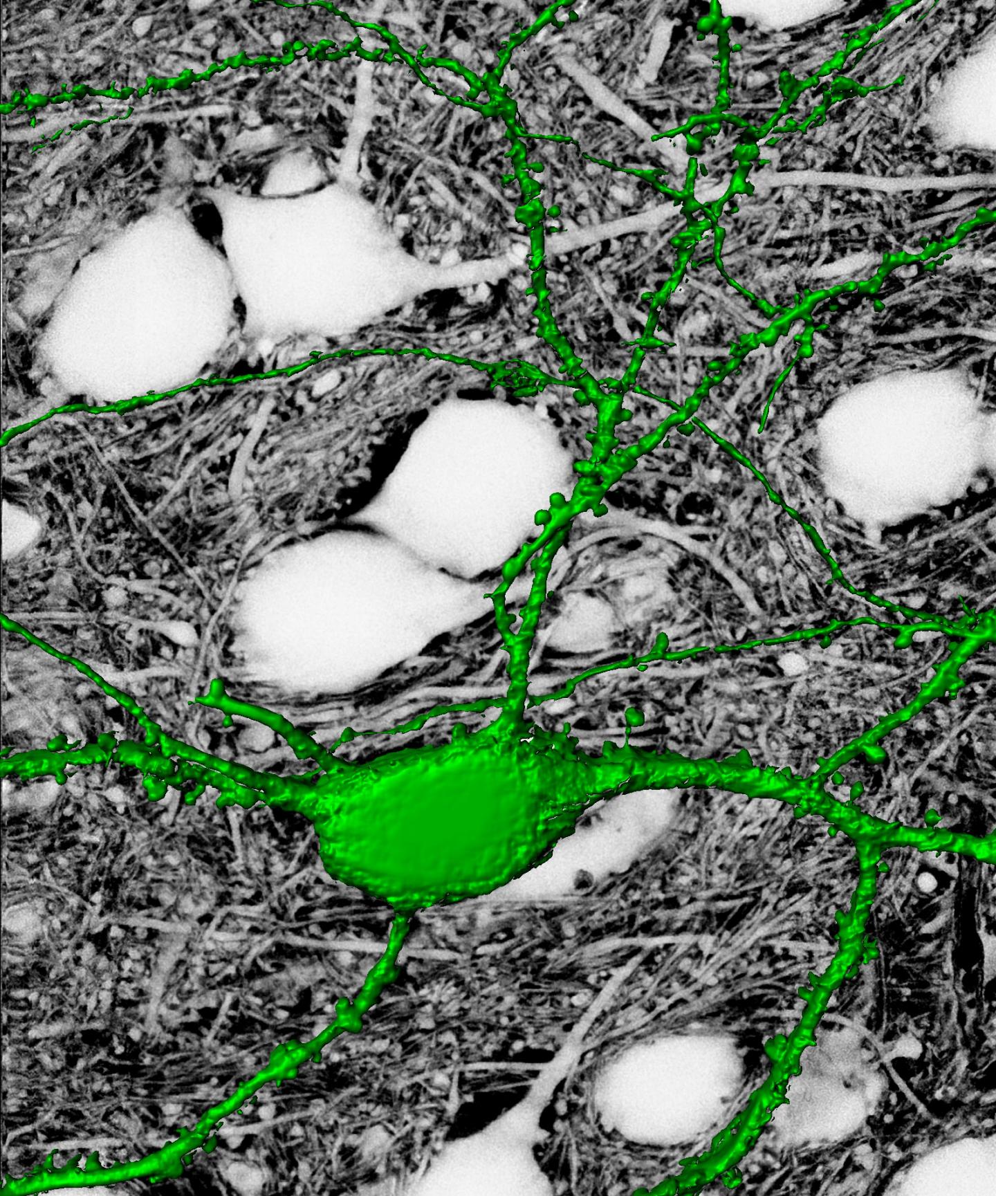 Individual Neuron