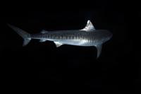 Tiger Shark 1