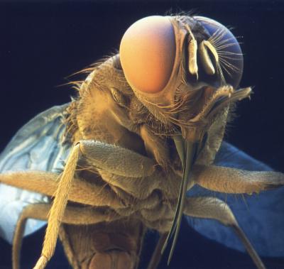 X-rays Expose Blueprint for Possible Sleeping Sickness Drug (3 of 3)