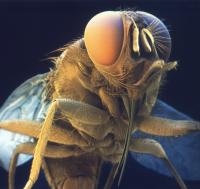 X-rays Expose Blueprint for Possible Sleeping Sickness Drug (3 of 3)