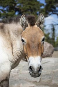 Przewalski horse from Helsinki Zoo_credit Korkeasaarizoo