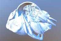 Crabs in your computer | EurekAlert!
