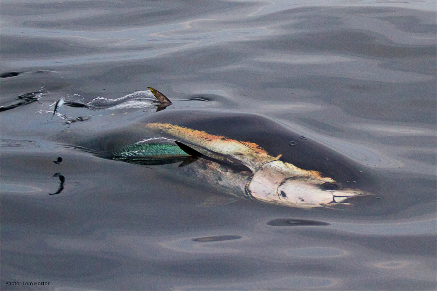Bluefin Tuna