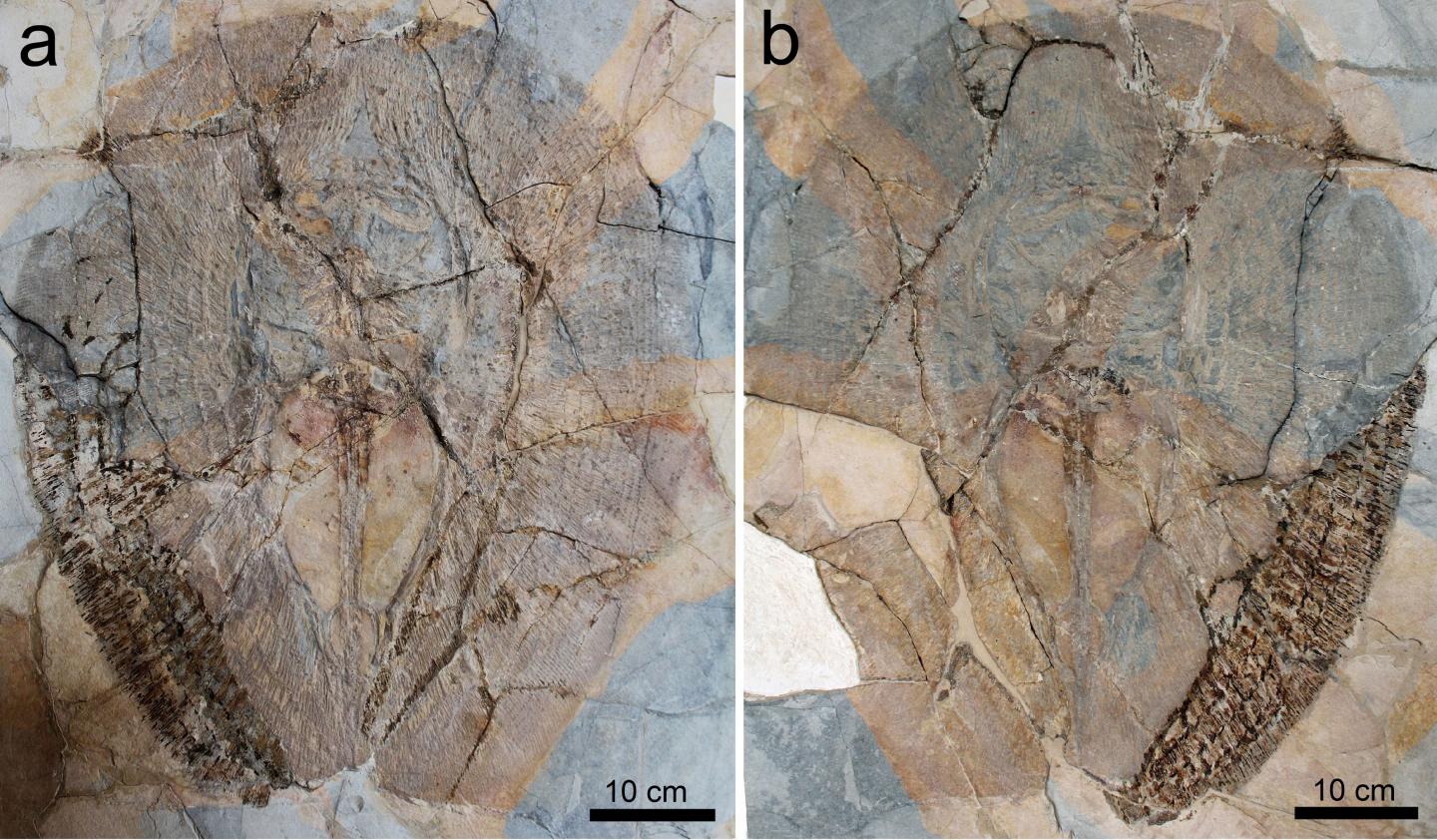 Fossils