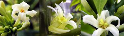 Papaya Sexual Types