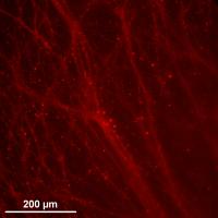 Fluorescence Image