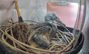 One of the grown-up chicks of the White-bellied Heron