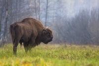European Bison Adaptation