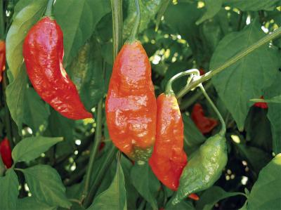 Bhut Jolokia