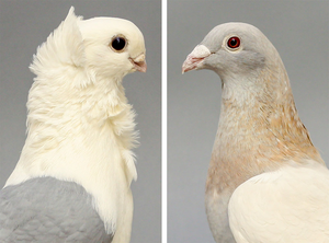 Old German Owl and Racing Homer cross