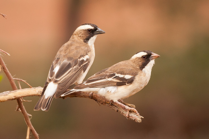 White-browed sparrow weavers