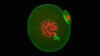 Fluorescence Image of An Early Embryo Containing a Device