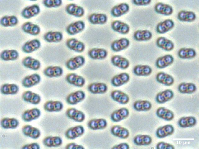 Crystal Lattice