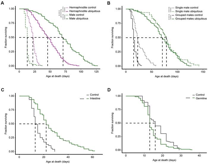 Disruption of the insulin/IGF-1 signaling pathway in Caenorhabditis elegans dramatically increases male longevity and enhances reproductive health late in life