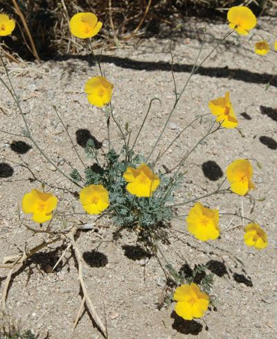 <i>Eschscholzia androuxii</i> (1 of 2)