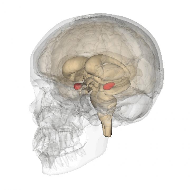 Amygdala